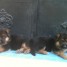 a-donner-chiots-type-berger-allemand-male-femelle