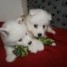 chiots-samoyedes-non-lof-a-reserver