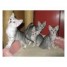 propose-quatre-chatons-type-mau-egyptien-non-loof