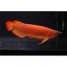 poisson-arowana-rouge-de-25cm-et-30-cm