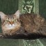 siberien-chaton