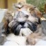 lhasa-apso-chiots