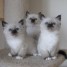 3-magnifiques-chatons-ragdoll-loof