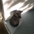chaton-noir-de-deux-mois-non-loof