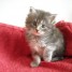 adorables-chatons-maine-coon