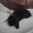 lapin-belier-noir-femelle-2-mois-et-demi