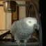 perroquet-gris-du-gabon-male