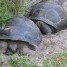 paire-de-reproduction-des-tortues-aldabra-a-la-vente