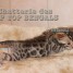 chaton-bengal-a-rosettes-fermees