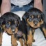 bb-rottweilers-disponibles