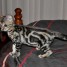 3-chatons-bengals-disponibles-loof