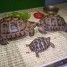 tortues-de-terre