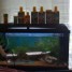 aquarium-pompe-poissons-cailloux-plantes-nourriture-et-produits