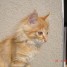 chatte-rousse-de-deux-ans