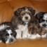 vend-5-chiots-shih-tzu-2-males-and-3-femelle-nes-15-11-2012