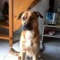 a-adopter-type-boxer-x-berger-allemand