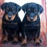 adorables-bb-rottweilers