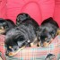 mignons-chiots-rottweilers-lof