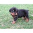 chiots-type-rottweiller-nee-le-10-01-2013