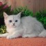 magnifiques-chatons-british-shorthair