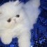 chatons-exotic-shorthair-loof
