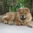 chien-type-chow-chow