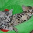magnifiques-chatons-bengal-a-donner