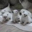 cing-chatons-british-shorthair-loof-pour-adoption