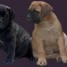 a-reserver-chiots-staffordshire-bull-terrier