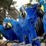 perroquets-ara-macaw-bleu