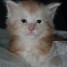 superbes-chatons-maine-coon-loof