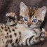 magnifiques-chatons-type-bengal