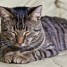 donne-chat-europeen-tigre-3-ans