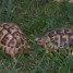 tortues-de-terres