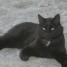donne-chatte-noire