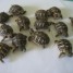 bebes-tortues-terrestre