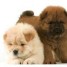 chiots-chow-chow-lof-a-reserver