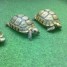 tortues-de-terre-couple