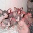 magnifiques-chatons-sphynx-loof