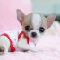 j-offre-chiot-femelle-chihuahua-petite-taille