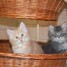 jolie-couple-chatons-type-norvegien-a-donner