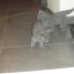 deux-merveilleux-chatons-de-type-chartreux