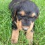 chiots-type-airedale-terrier-a-donner