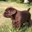 donne-chiot-labrador-retriever-chocolat