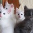 chatons-angora-turc-loof