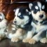 adorable-chiots-husky-de-siberien
