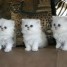 chaton-persan-blanc