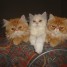 chatons-persans