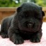 adorables-chiot-type-chow-chow