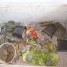 5-tortues-hermann-nees-le-29-08-13-dans-mon-jardin
